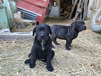 cucciolo cane corso 